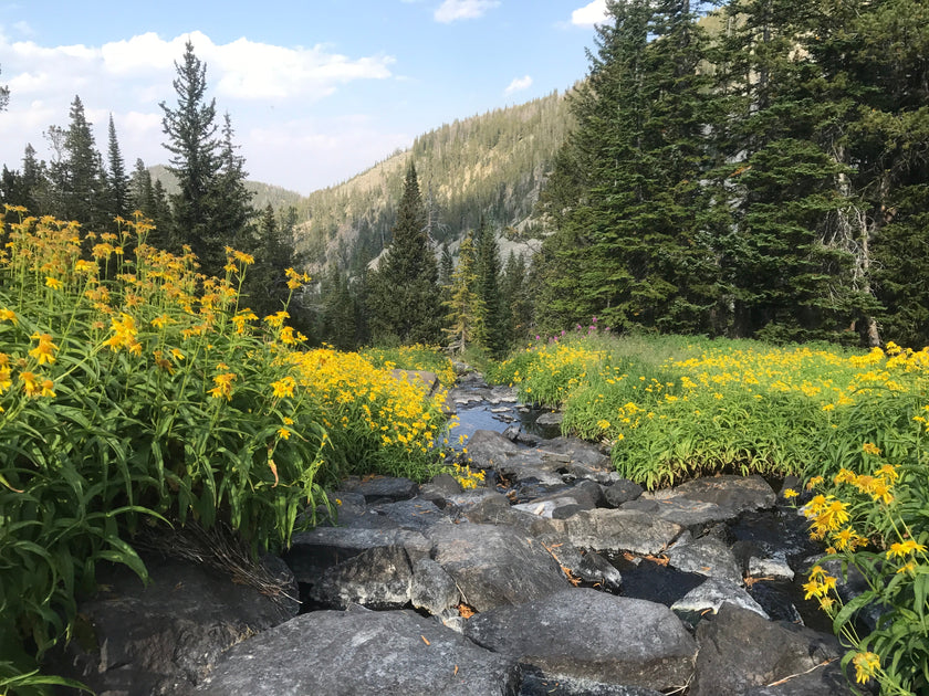 Small Stream Rods Lou Zambello Maine Fly Company