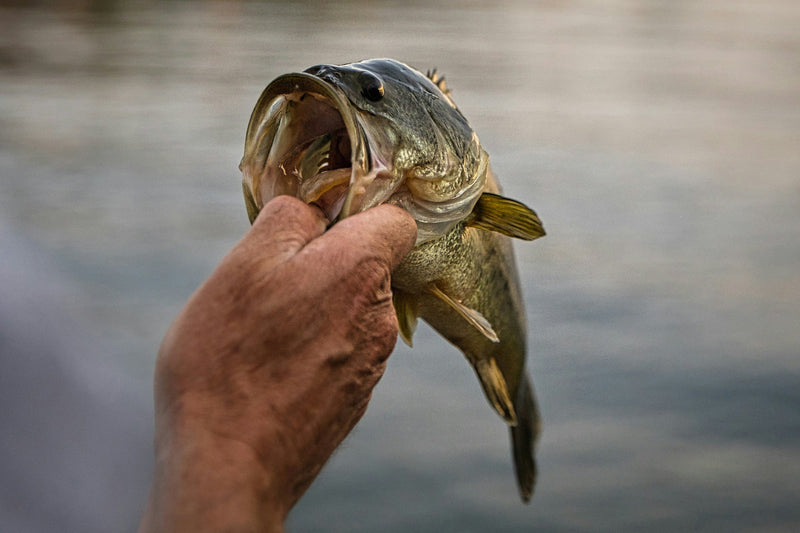 Trout Take a Siesta — So Should You