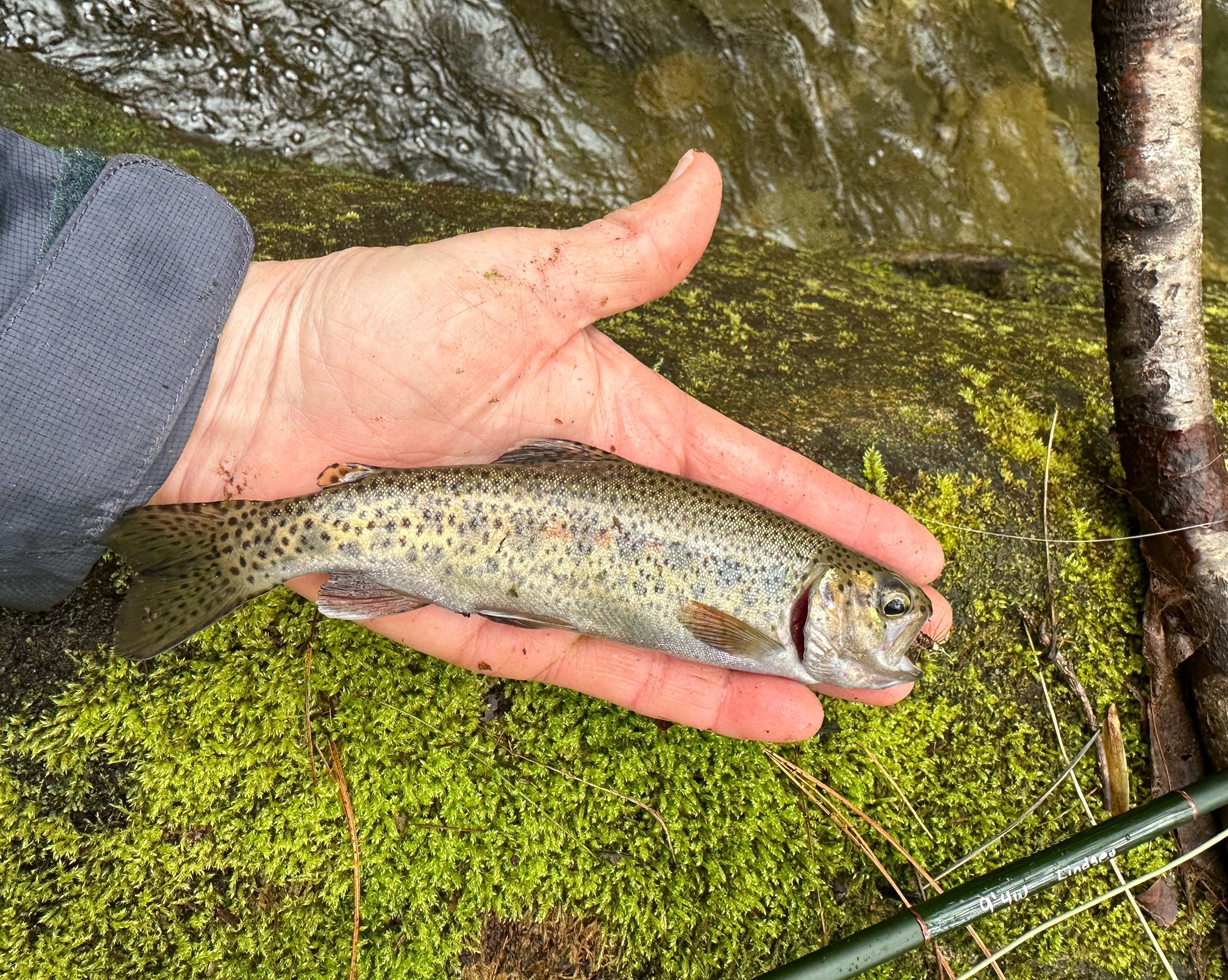 Small river trout