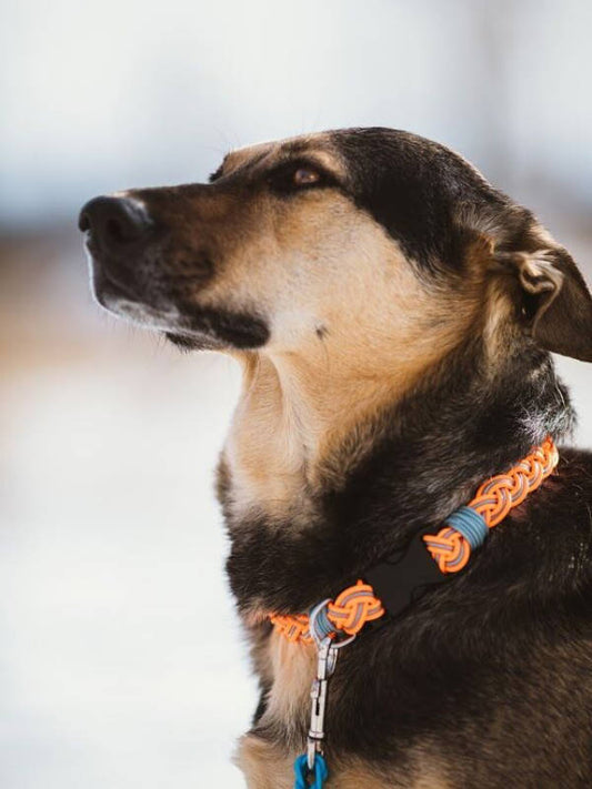 Recycled Flyline Dog Collar~ Flyvines